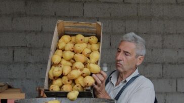 schnaps-von-rakija-vino-wien